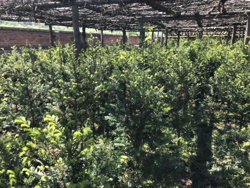 【精品】红豆杉辽宁本溪桓仁县贵龙苗圃直售，量大从优！！！