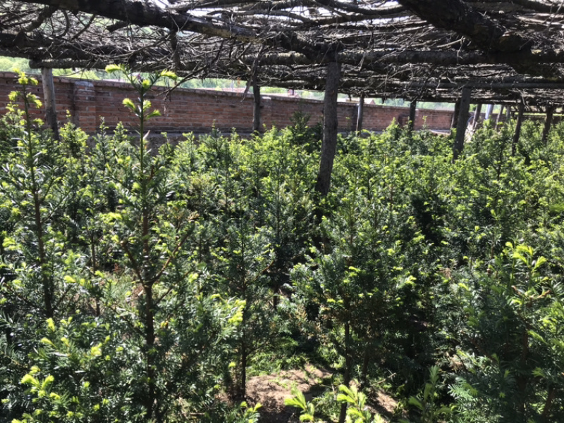 【精品】红豆杉辽宁本溪桓仁县贵龙苗圃直售，量大从优！！！