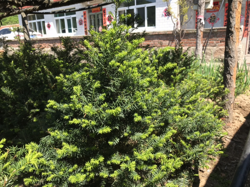 【精品】红豆杉辽宁本溪桓仁县贵龙苗圃直售，量大从优！！！