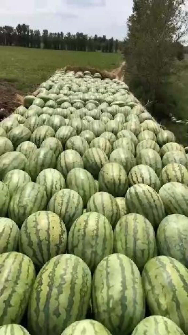 推荐甜王西瓜产地直供质量保证代发全国价格优惠欢迎联系