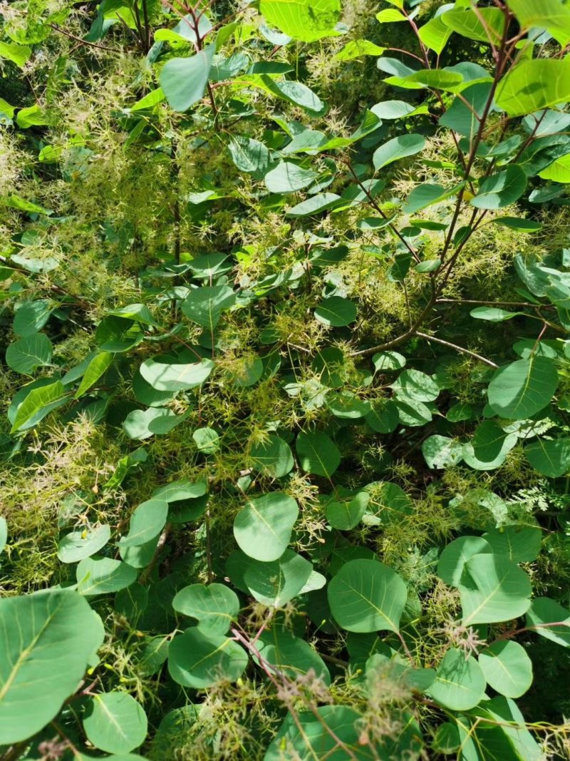 黄栌香山红叶种子河南伏牛山产地直供量大价优
