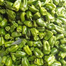 太空椒大量上市，优质辣椒，质量保证，产地直发，全年供货