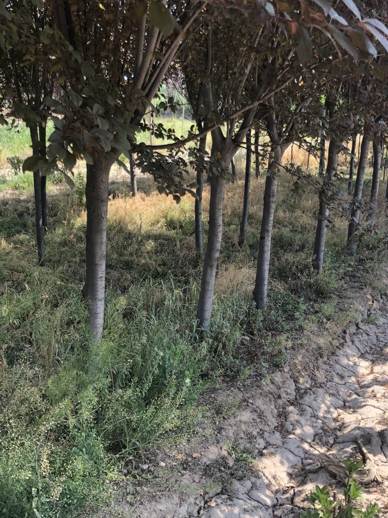山西6公分红叶李7公分红叶李8公分红叶李批发基地