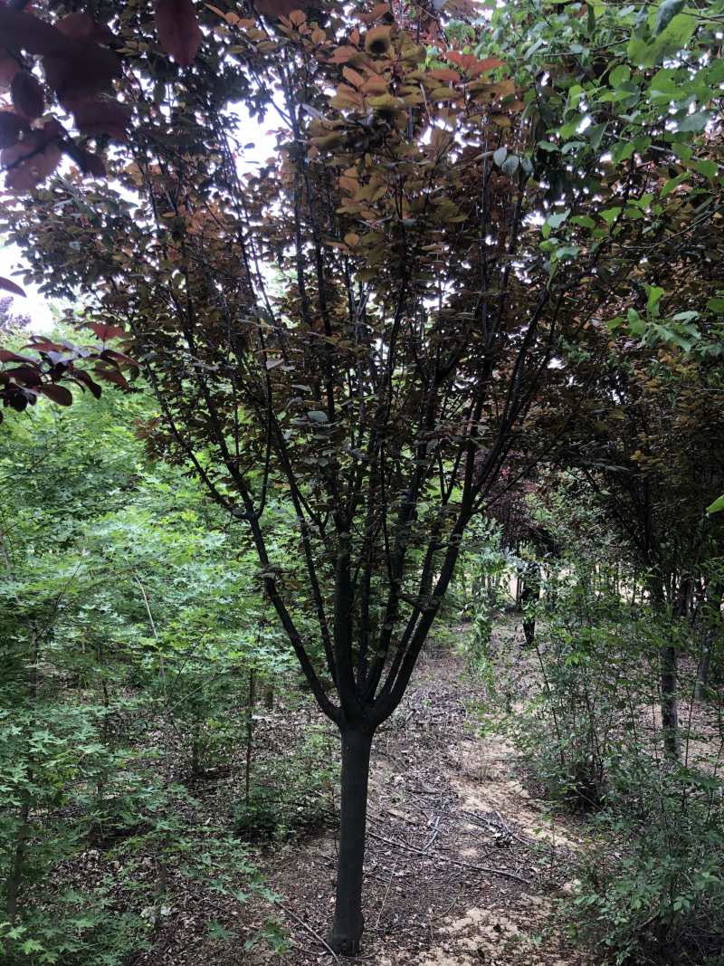 山西6公分红叶李7公分红叶李8公分红叶李批发基地