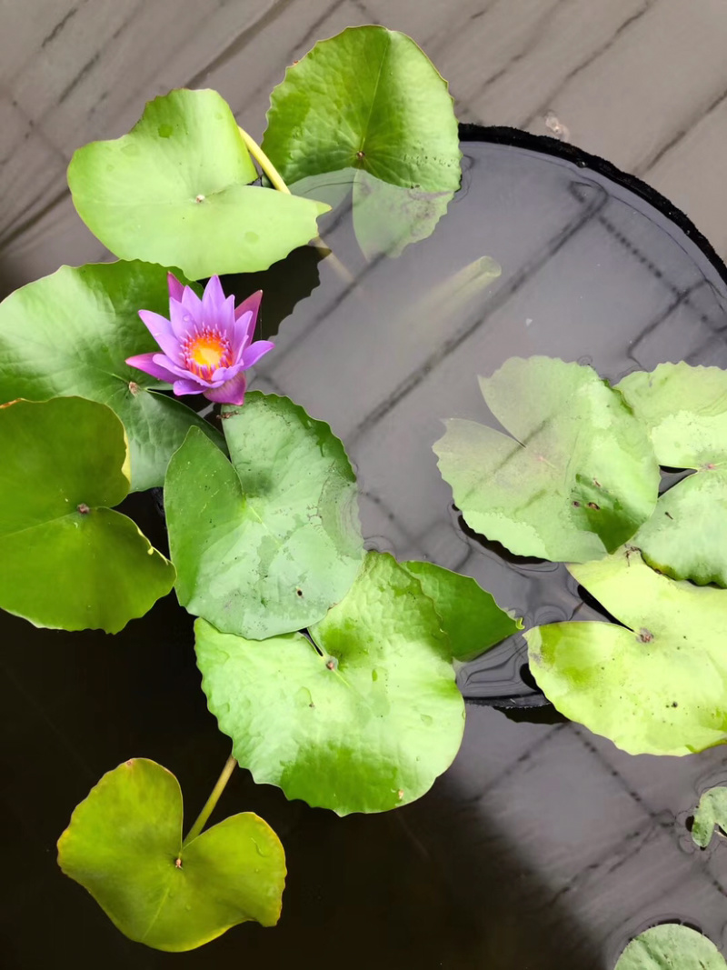 睡莲，水生植物睡莲，精品睡莲大盆，质优价廉