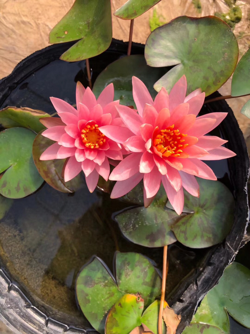睡莲，水生植物睡莲，精品睡莲大盆，质优价廉