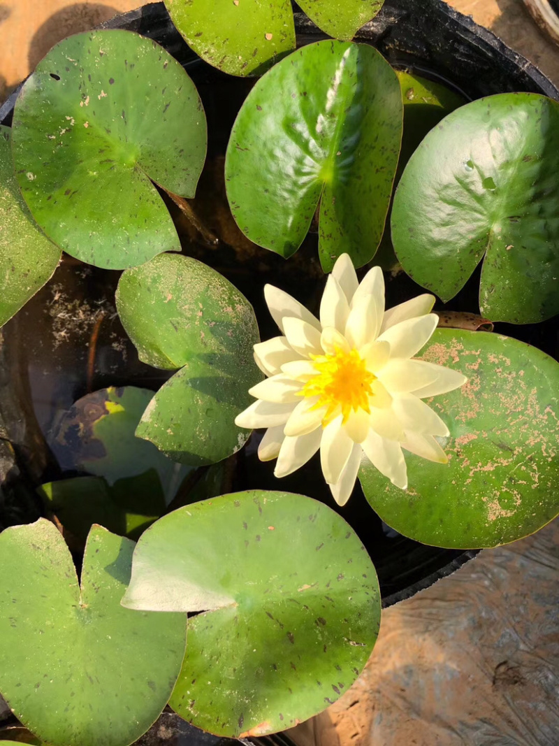 睡莲，水生植物睡莲，精品睡莲大盆，质优价廉