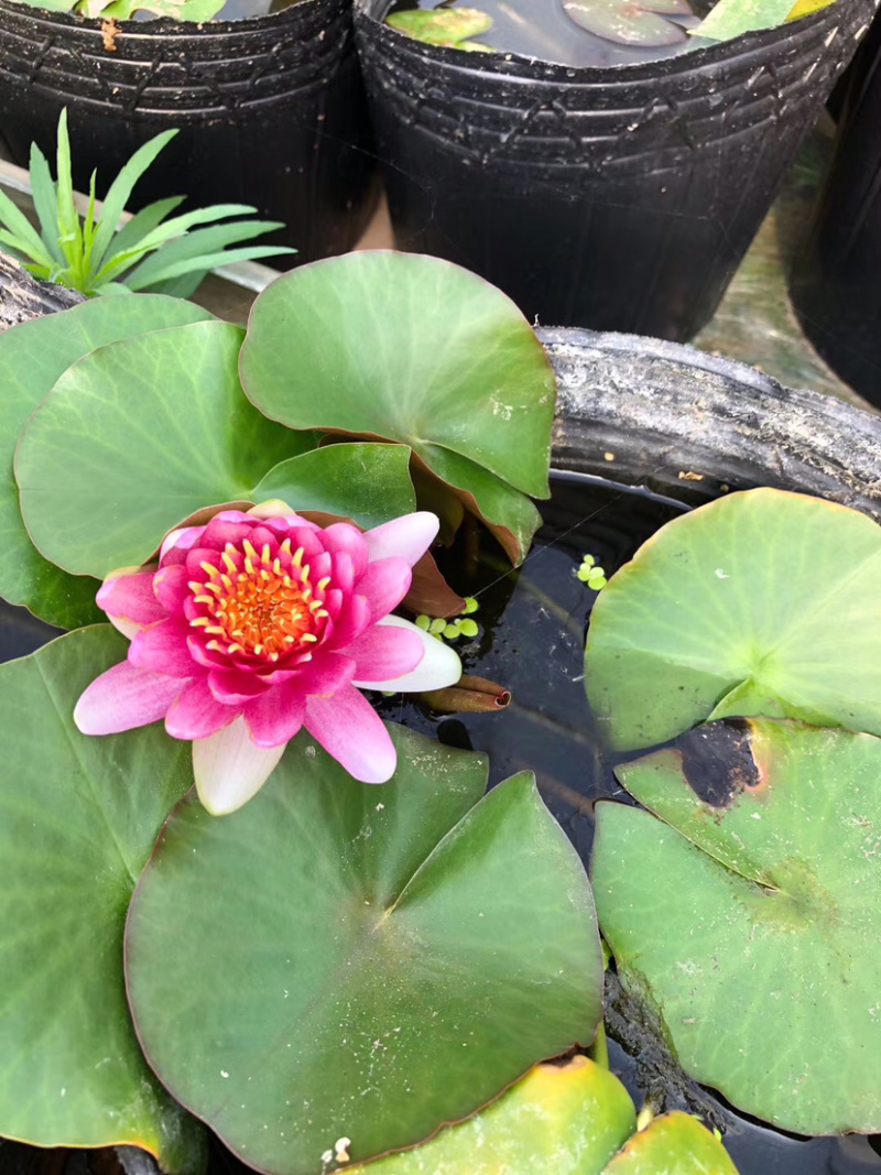 睡莲，水生植物睡莲，精品睡莲大盆，质优价廉