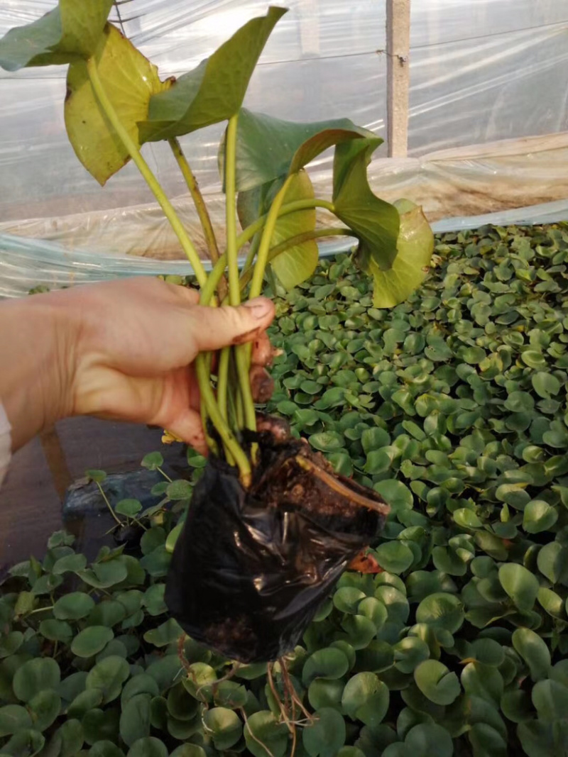 睡莲，水生植物睡莲，精品睡莲大盆，质优价廉