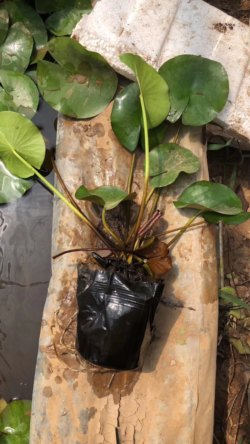 睡莲，水生植物睡莲，精品睡莲大盆，质优价廉