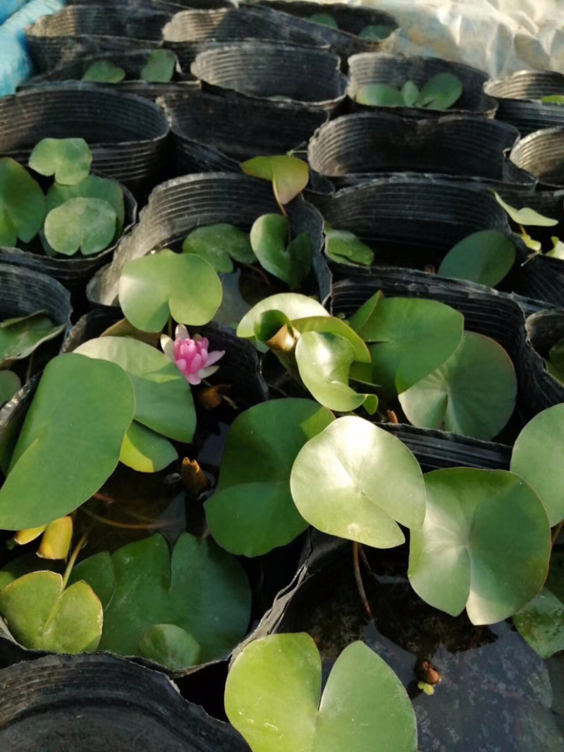 睡莲，水生植物睡莲，精品睡莲大盆，质优价廉