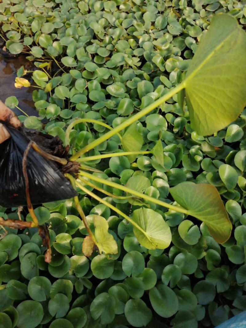 睡莲，水生植物睡莲，精品睡莲大盆，质优价廉