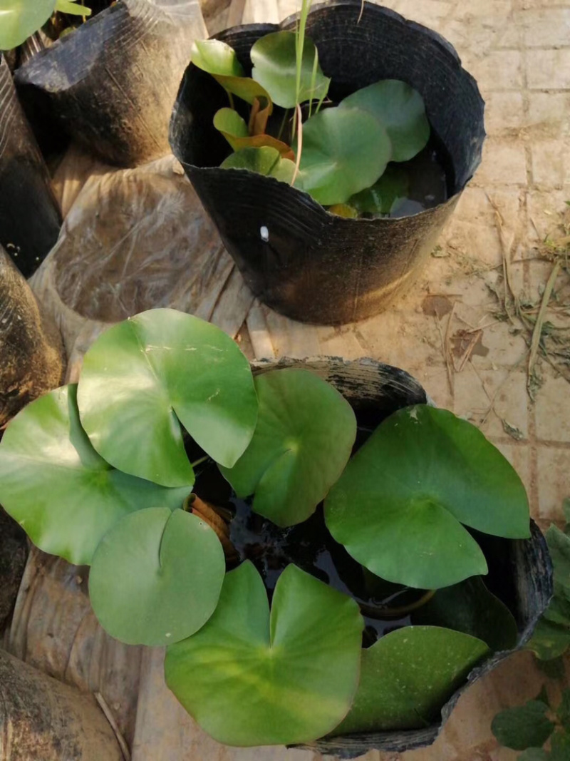 睡莲，水生植物睡莲，精品睡莲大盆，质优价廉