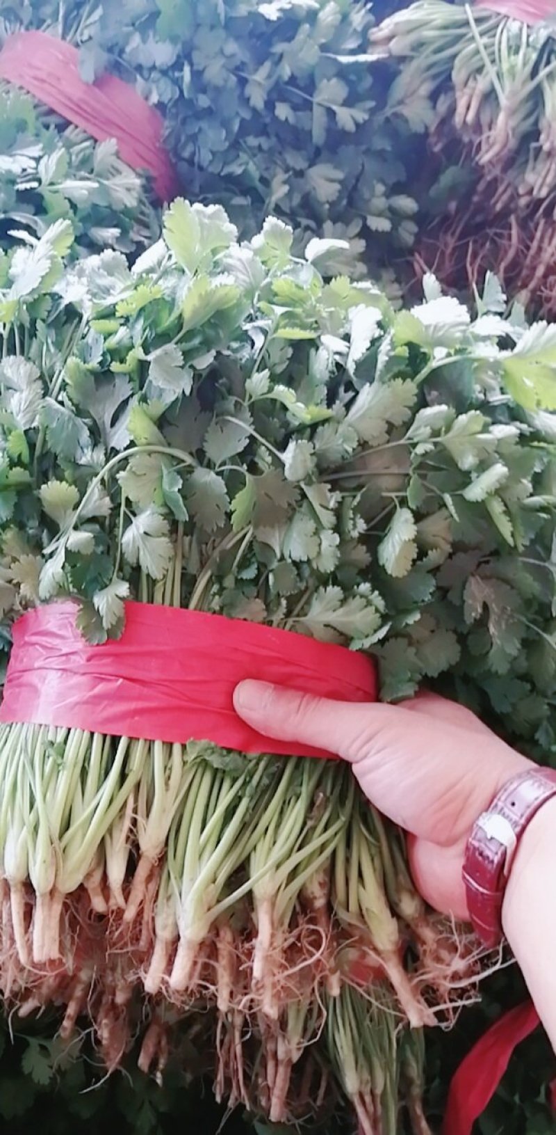 精品大叶香菜