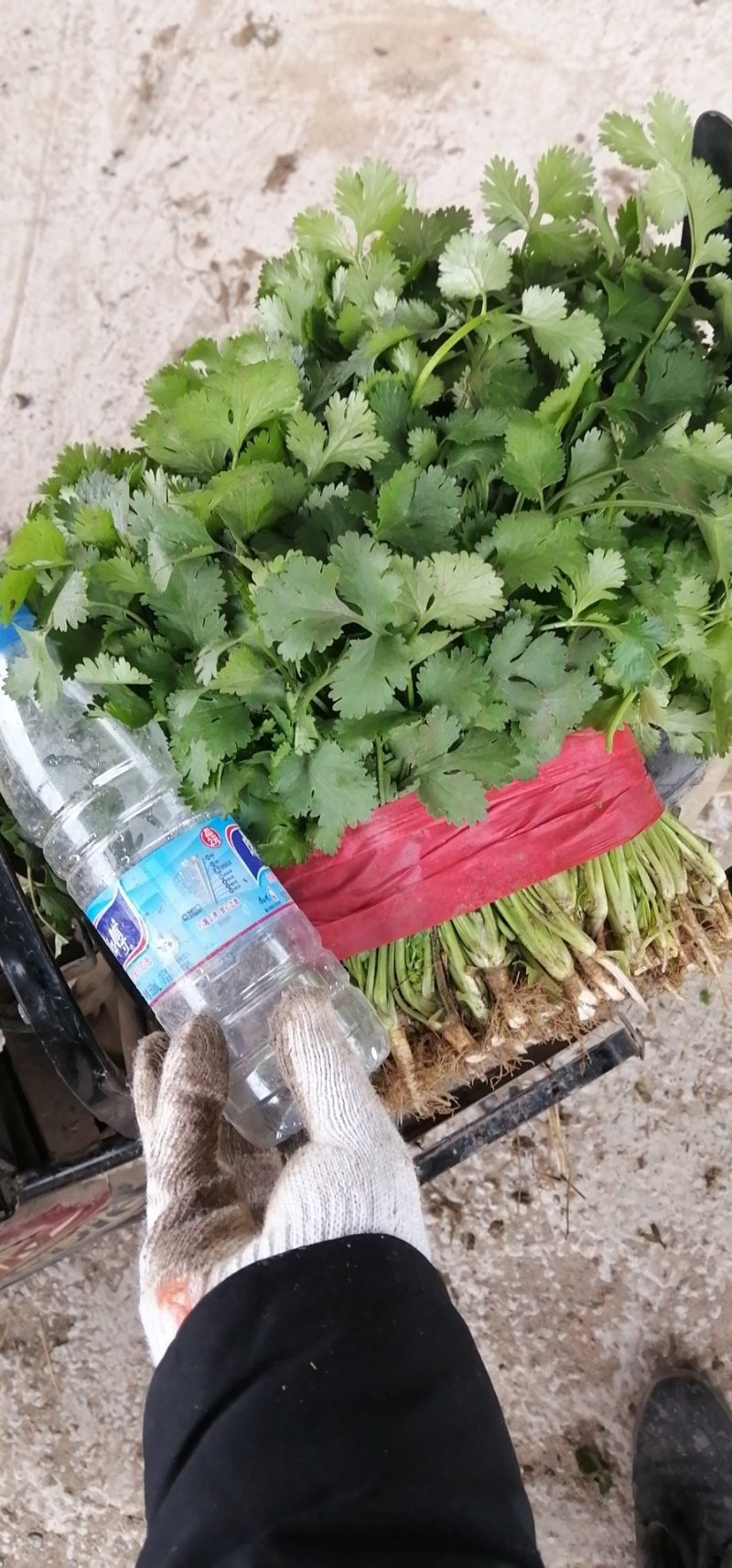 精品大叶香菜