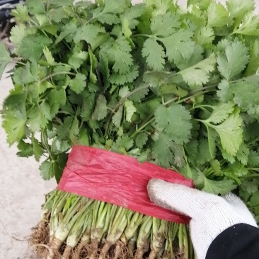 精品大叶香菜