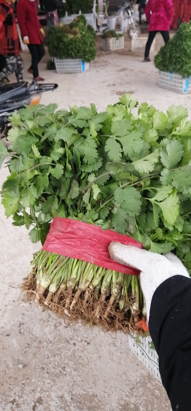 精品大叶香菜