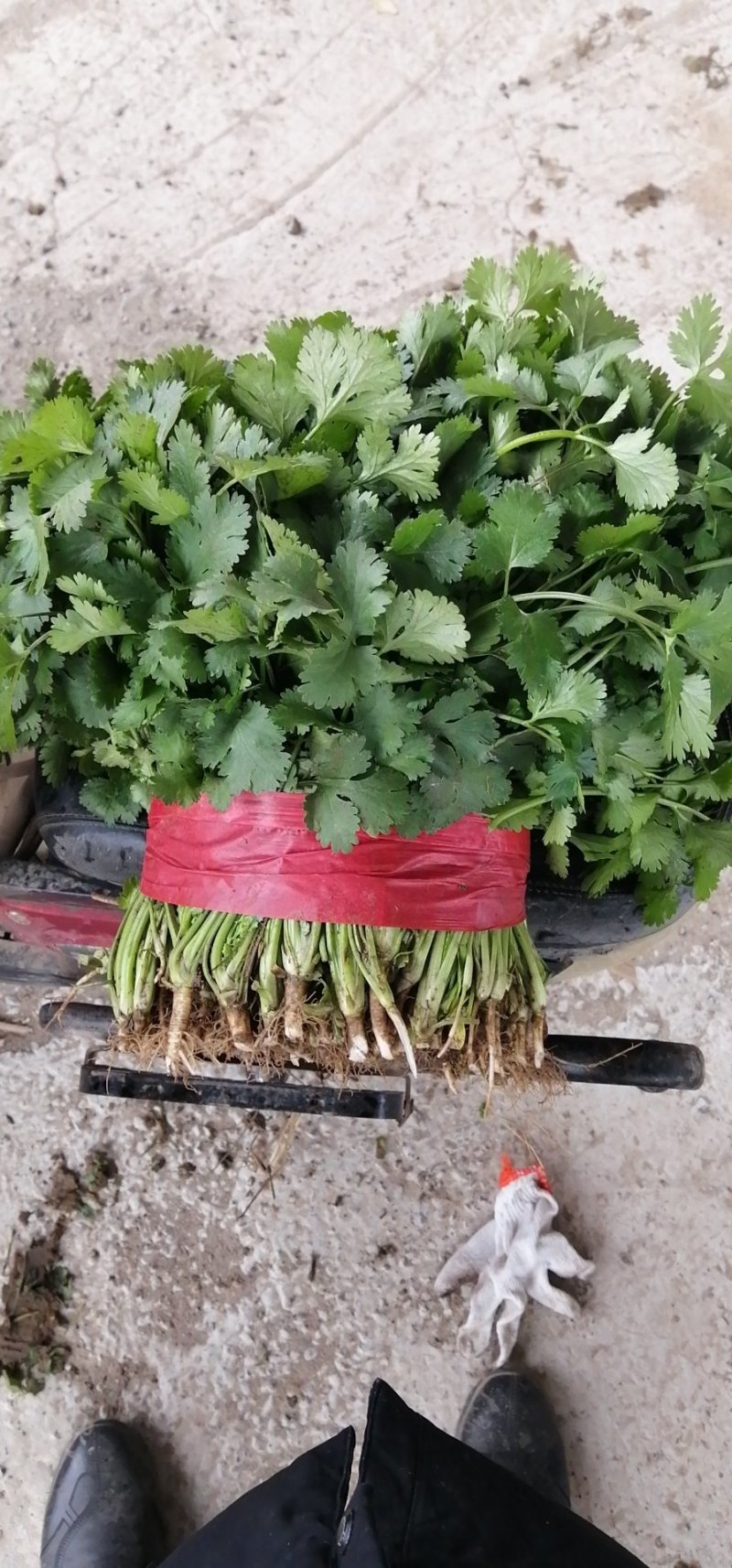 精品大叶香菜