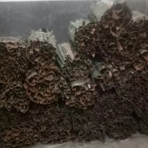 紫香桂皮