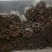 紫香桂皮