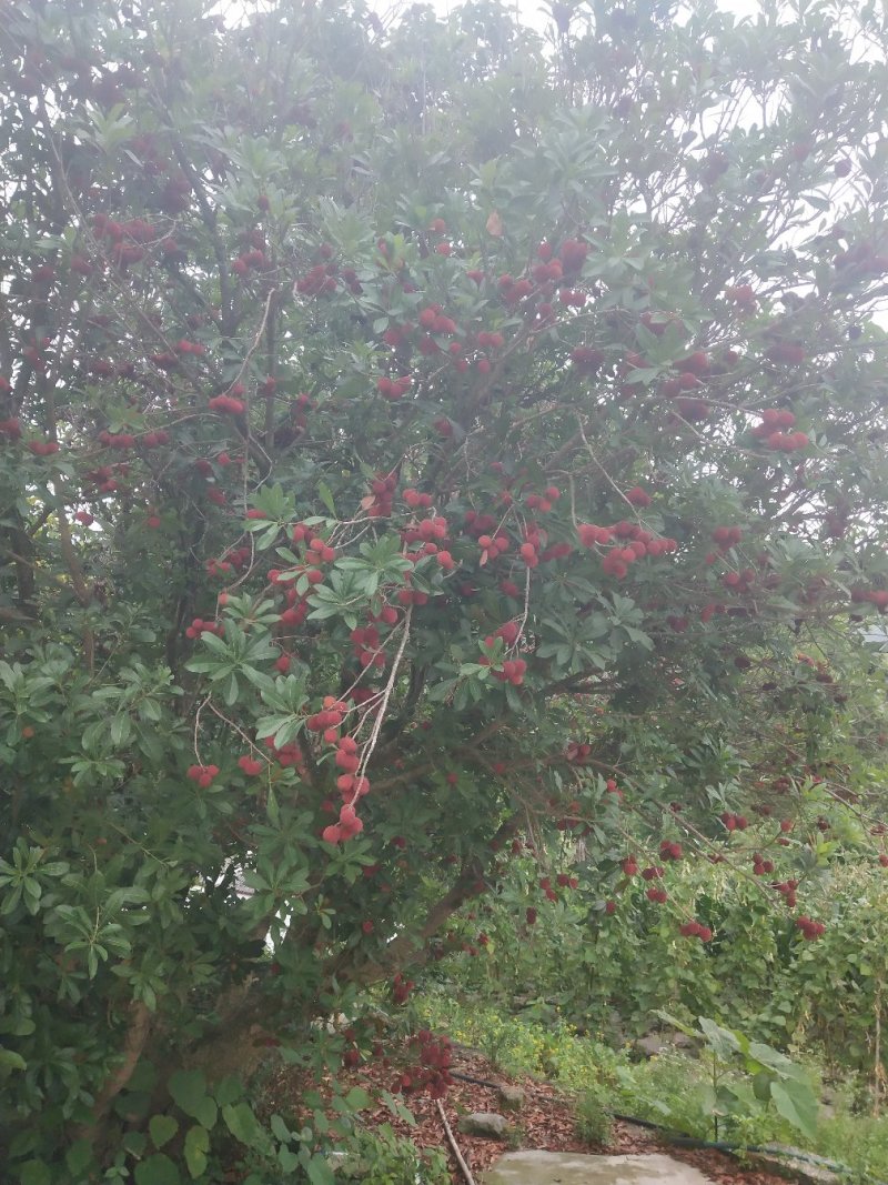 边阳杨梅热销