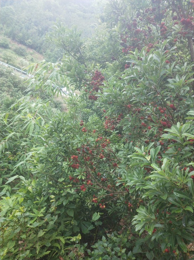 边阳杨梅热销