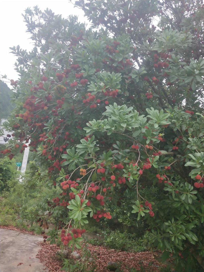 边阳杨梅热销
