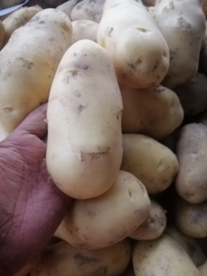 荷兰15土豆，三两通天，颜色好，个头大，货量充足，万亩基