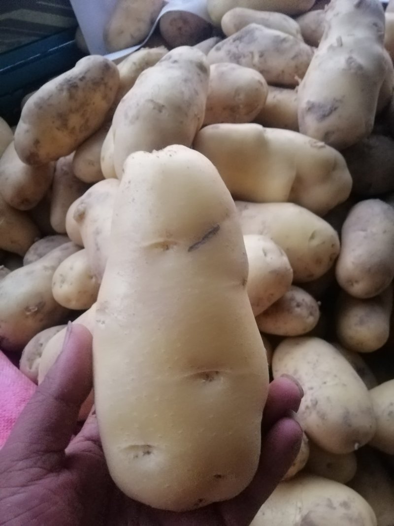 荷兰15土豆，三两通天，颜色好，个头大，货量充足，万亩基