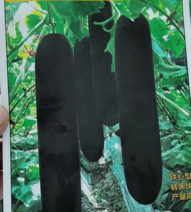 优质嫁接自根黑皮冬瓜苗嫁接白皮冬瓜苗抗病高产苗场直供