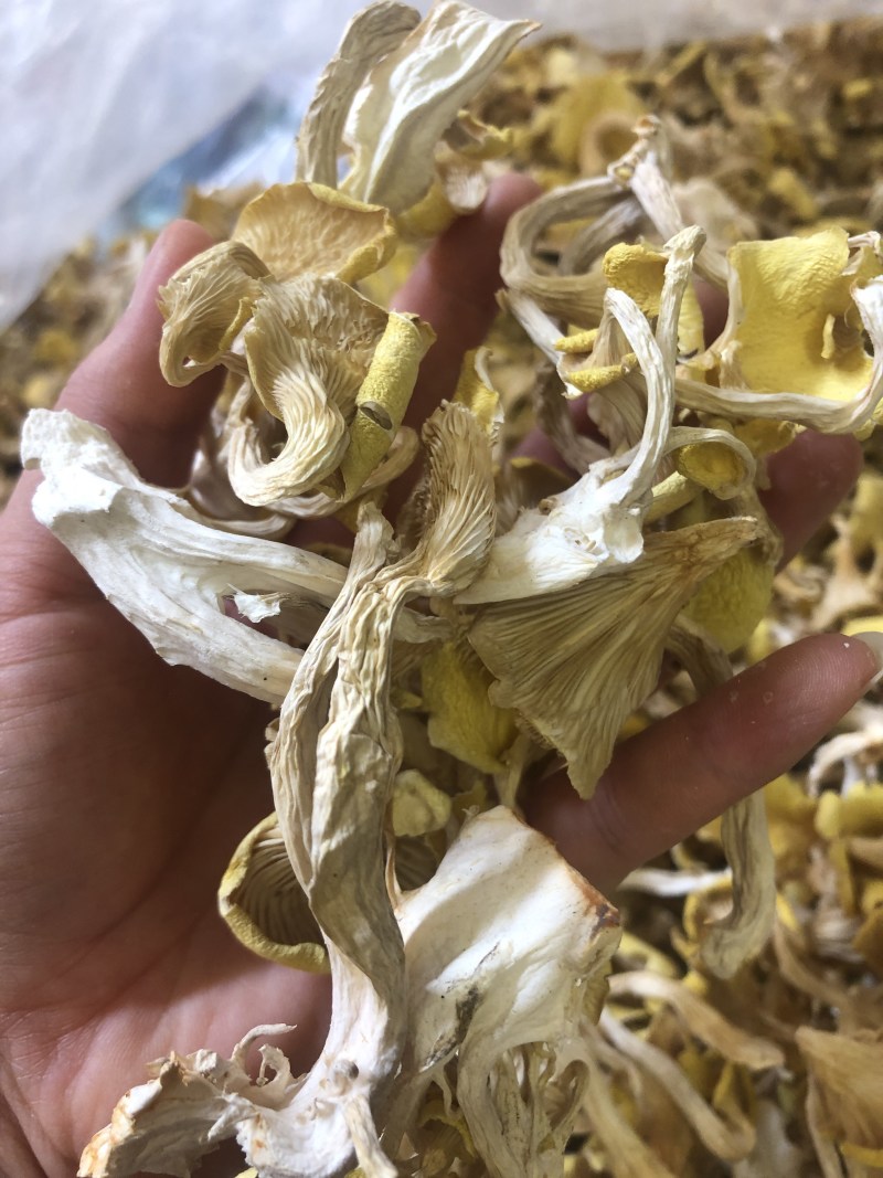 鸡油菌，味道香，颜色好，优质货，包邮，可视频看货