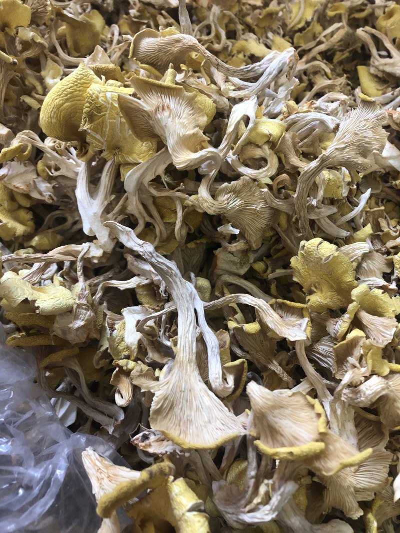 鸡油菌，味道香，颜色好，优质货，包邮，可视频看货