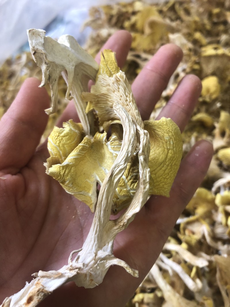 鸡油菌，味道香，颜色好，优质货，包邮，可视频看货