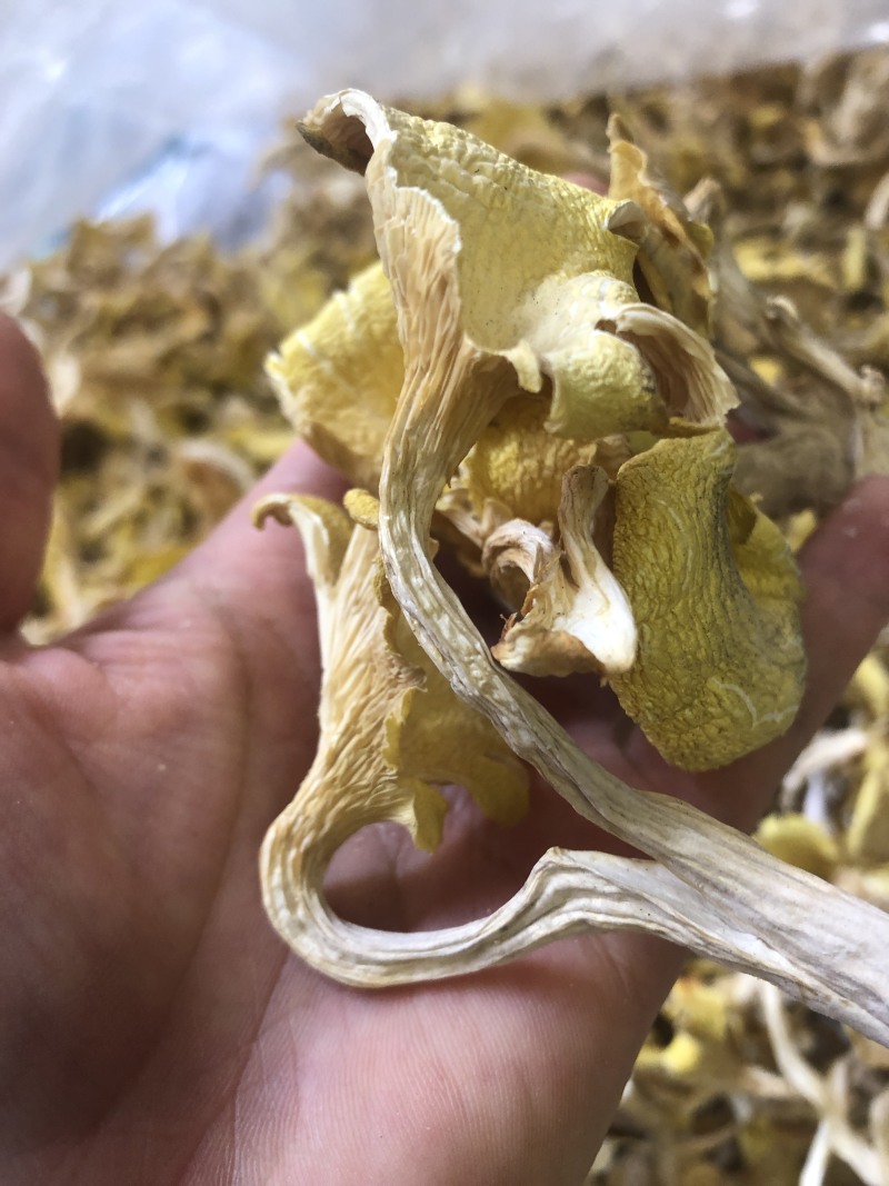 鸡油菌，味道香，颜色好，优质货，包邮，可视频看货