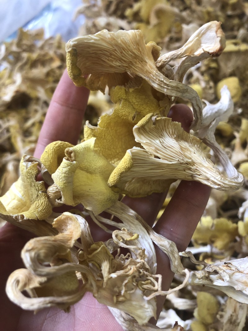 鸡油菌，味道香，颜色好，优质货，包邮，可视频看货