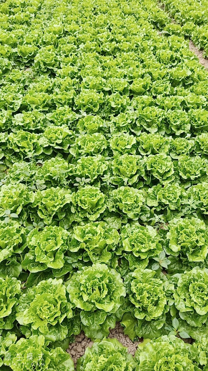 生菜
