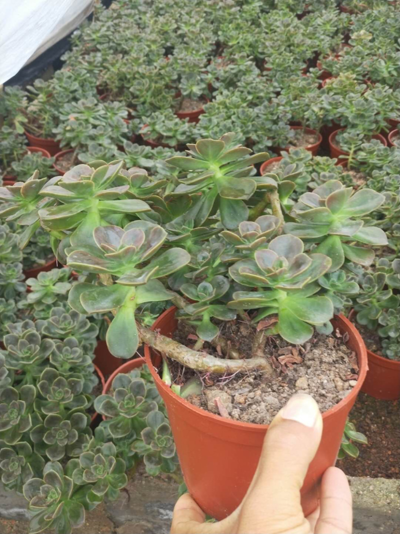 多肉植物，巧克力艾伦老桩，各种老桩，批发