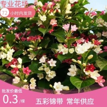 五彩锦锦带盆栽地栽花期长耐寒好栽清田处理假一罚十死苗包陪