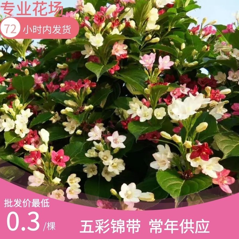 五彩锦锦带盆栽地栽花期长耐寒好栽清田处理假一罚十死苗包陪