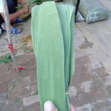 白洋淀芦苇叶