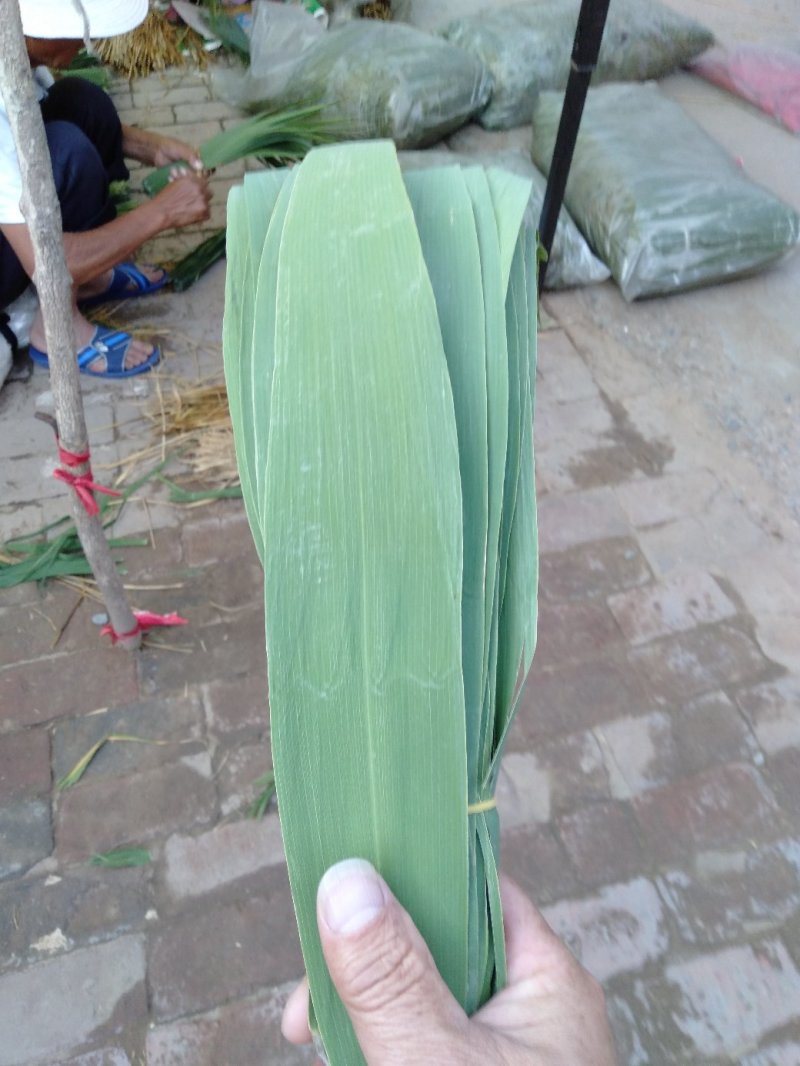 白洋淀芦苇叶