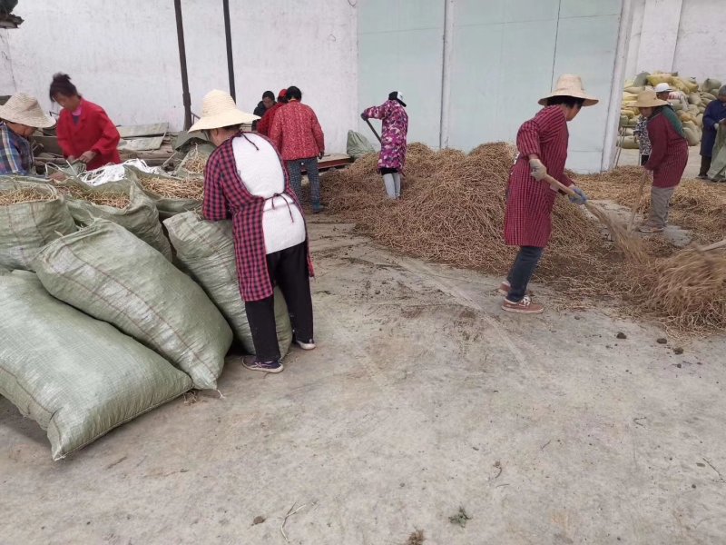 鱼腥草种根批发
