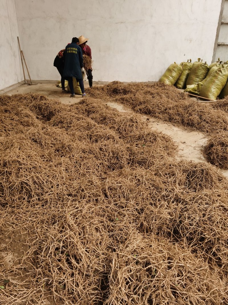 鱼腥草种根批发