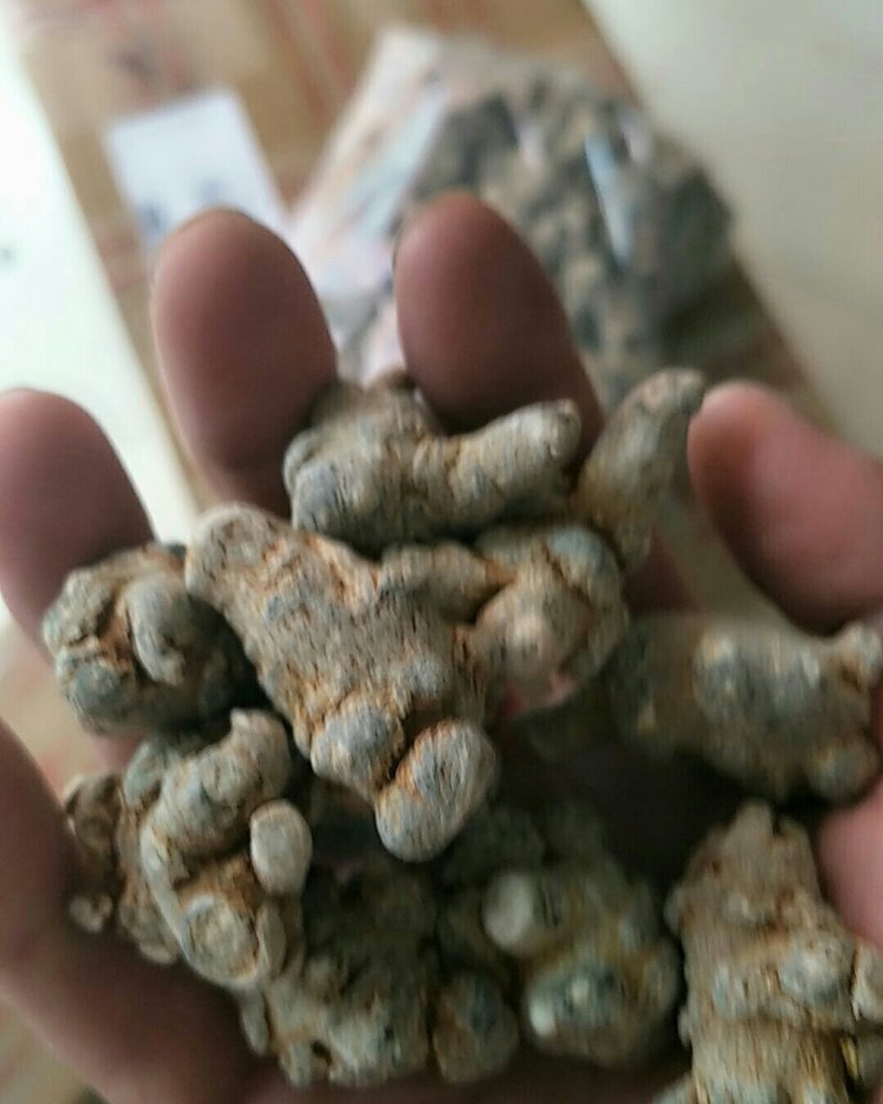 三七，常年批发供应三七，药食同源中药材