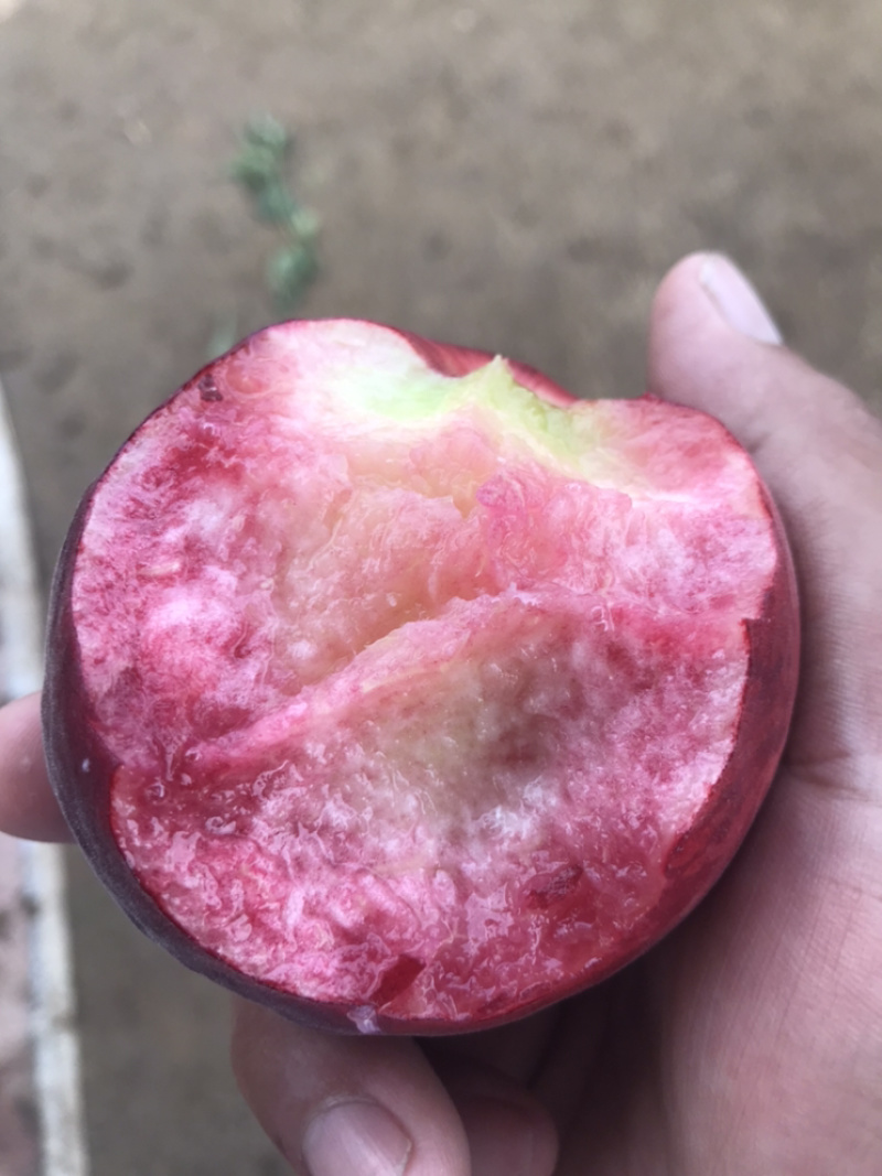 毛桃，红桃，红不软五月桃现已大量上市666