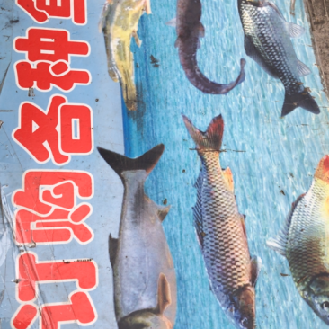 鱼苗鱼种各种名贵鱼苗送货上门，价格实惠，诚信