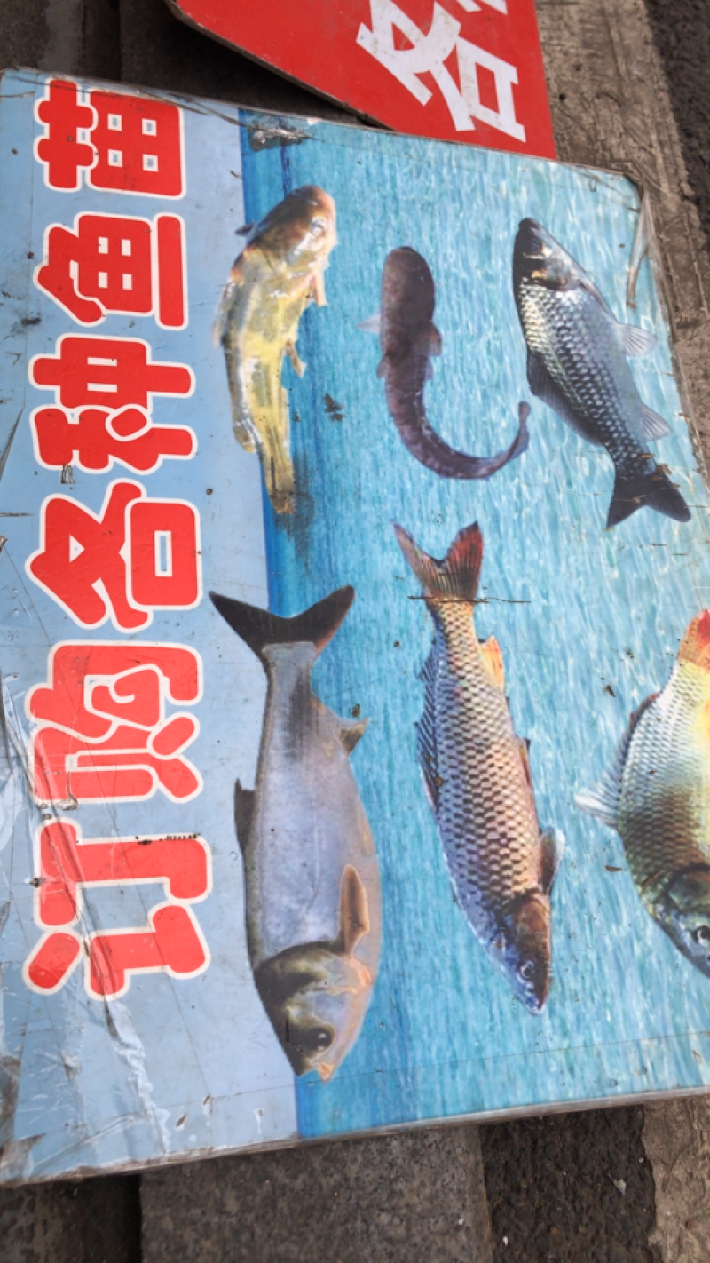 鱼苗鱼种各种名贵鱼苗送货上门，价格实惠，诚信