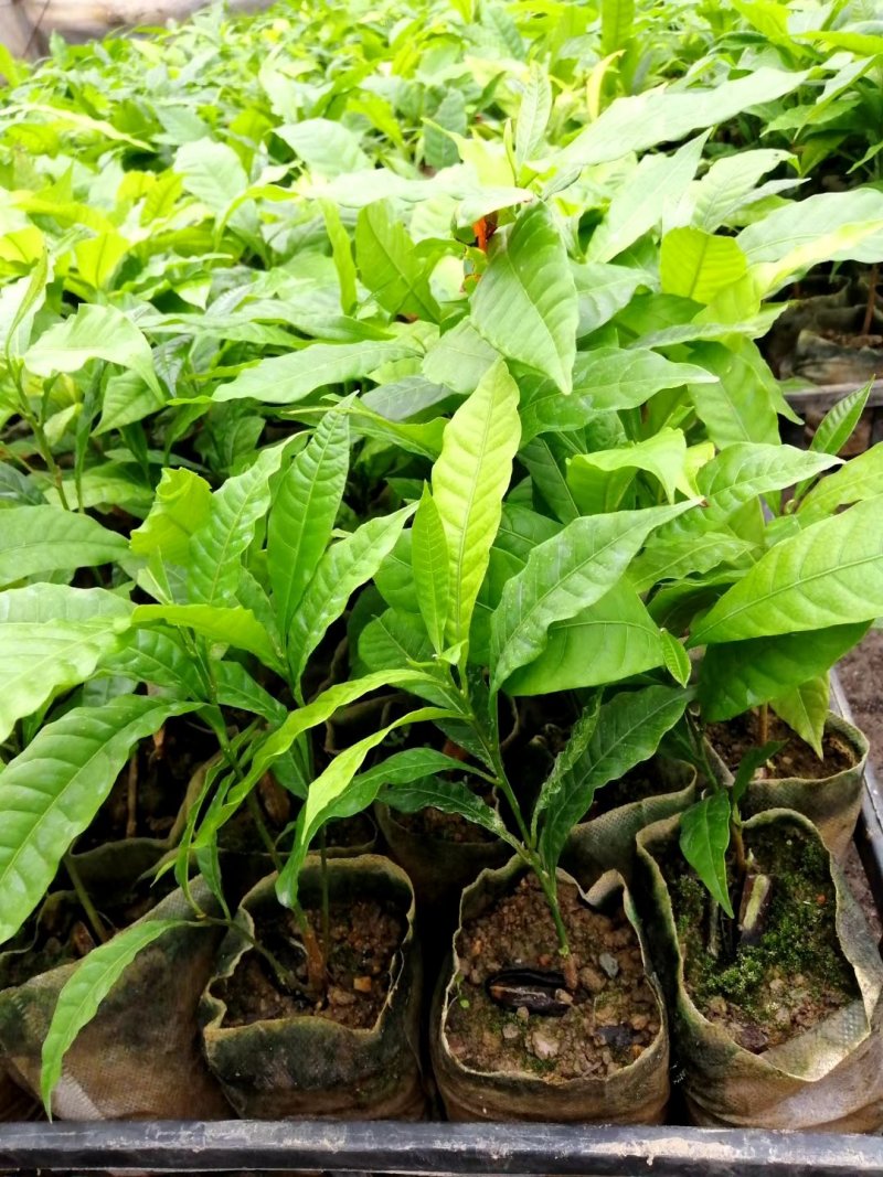 黄晶果苗黄金果亚美果庭院水果苗小袋苗实生苗
