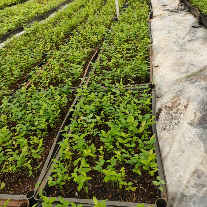 黄晶果苗黄金果亚美果庭院水果苗小袋苗实生苗