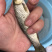 草鱼苗，各种鱼苗，包成活，送货上门诚信服务